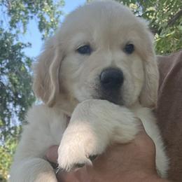 Black Boy - Light golden male Golden Retriever puppy in Drake, Colorado from Storm Mountain Goldens