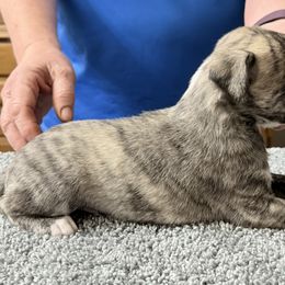 Boy Two - Fawn brindle male Whippet puppy in Williamsport, Pennsylvania from Willowisp Whippets