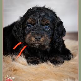 Ichabod - Black and tan male Cockapoo puppy in Connersville, Indiana from Deaz Doodle Ranch