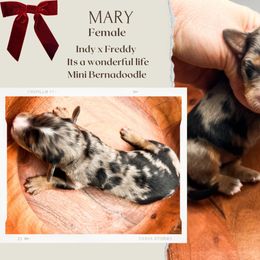 Girl 1 - Blue merle female Bernedoodle puppy in Hilton, New York from The House of Goldendoodle