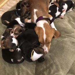 Beagle Puppies from Beech Grove Beagles