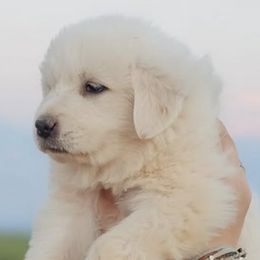 Akita and Great Pyrenees from WeVolution Off-Grid Eco Farm