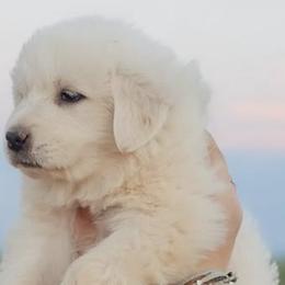 Akita and Great Pyrenees from WeVolution Off-Grid Eco Farm