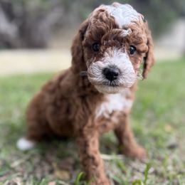 Derpy - Red male Cavapoo puppy in Orange, California from SoCal Cavapoos