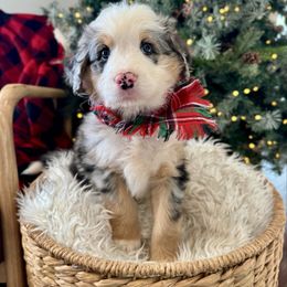 Flannel - male Australian Mountain Doodle puppy in Taylors, South Carolina from Aspen Mountain Doodles LLC