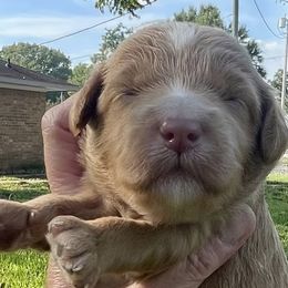 Ember - Red  female Goldendoodle puppy in Arlington, Texas from Kel's Tails Poodles & Doodles