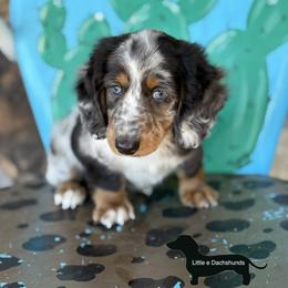 Bluey - Dapple male Dachshund puppy in Hawley, Texas from Little e Dachshunds