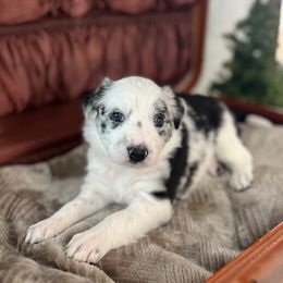 Acadia - White and blue merle female Bordoodle puppy in Valley Center, California from Circle R Valley Bordoodls