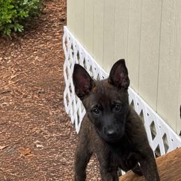 Brindle male European Malinois - Brindle male Belgian Malinois puppy in Irmo, South Carolina from Kaizen von Ruach Malinois