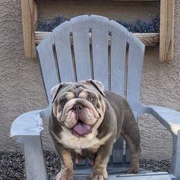 Neeka - Bulldog