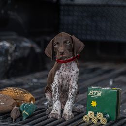 German Shorthaired Pointer and Vizsla Puppies from Nosam Kennels
