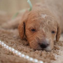 Cooper - Cream male Goldendoodle puppy in Naples, Florida from Goldendoodles Of Naples,INC