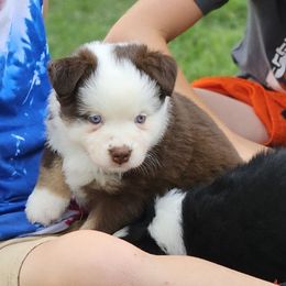 Pearl - Red tri female Miniature Australian Shepherd puppy in Owensboro, Kentucky from JnT's Bluegrass Mini Aussies