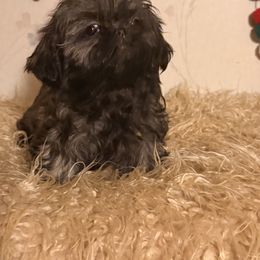 Brin - Brindle female Shih Tzu puppy in Hibbing, Minnesota from Iron Range Shih Tzu and Puppies