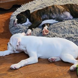 Boxer Puppies from Clydesflashyboxers