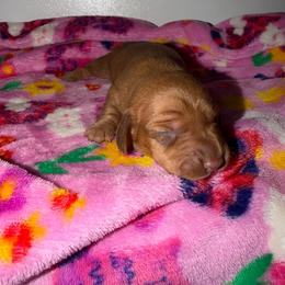 Sandy - Red female Dachshund puppy in Nuevo, California from Weenie Hut Jrs