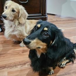 Dachshund puppies from Bourbon Barrel Ridge Doxies