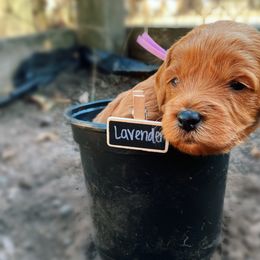 Goldendoodle Puppies from BasilBella’s Doodles
