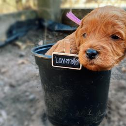 Goldendoodle Puppies from BasilBella’s Doodles