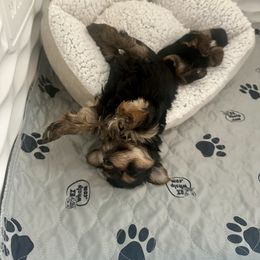 Arther - Black and tan male Yorkshire Terrier puppy in Coeurdalene, Idaho from North Idaho Yorkies