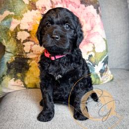 Audrey (pink collar) - Black female Goldendoodle puppy in Murrieta, California from Apricot Poodles & Goldendoodles, LLC