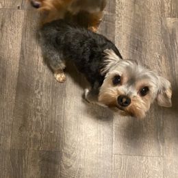 Milo - Yorkshire Terrier