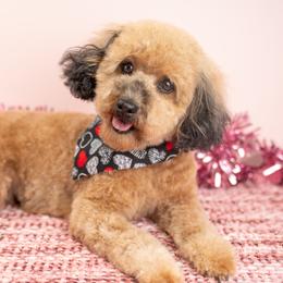 Rose - Poodle