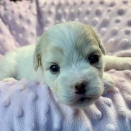 Coton de Tulear puppies from Petite Joie Puppies