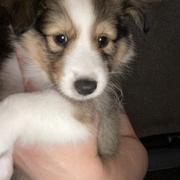 Shetland Sheepdog Puppies from Kuhl’s Sheltie Farm