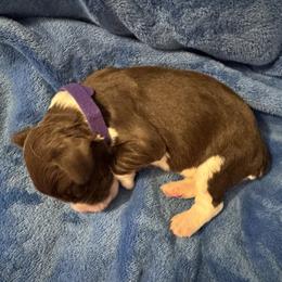 Purple - Liver and white female English Springer Spaniel puppy in Williston, Florida from Bizzy Farms English Springer Spaniels