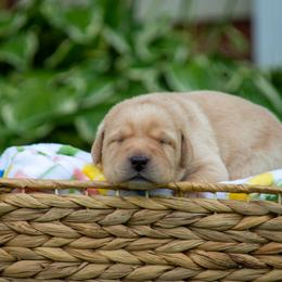 Doberman Pinscher and Labrador Retriever Puppies from Elevage Labrador Retrievers & Dalla Grazia Doberman