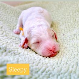 Sleepy - Parti male Goldendoodle puppy in Stockton, California from Port City Doodles