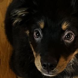 Violet - Black tri Miniature Australian Shepherd puppy in Ellijay, Georgia from Cartecay Mountain Aussies