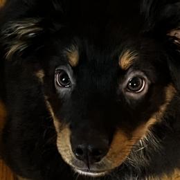 Violet - Black tri Miniature Australian Shepherd puppy in Ellijay, Georgia from Cartecay Mountain Aussies