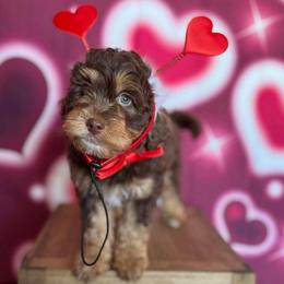 Ferrero Rocher - Tri-color male Bernedoodle puppy in Clermont, Florida from Shadow Kennels