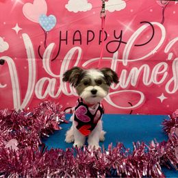 Morkie Puppies from My Precious Pups