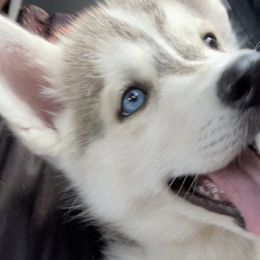 Siberian Huskies from The Day’s Puppy Palace