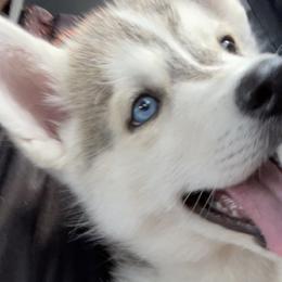 Siberian Huskies from The Day’s Puppy Palace