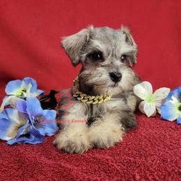 Boy 5 - male Miniature Schnauzer puppy in Daphne, Alabama from Puppy Sugars Kennels
