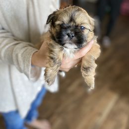 Shih Tzu Puppies from Tami's Shih Tzus