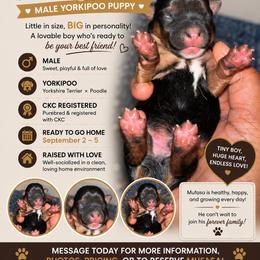 Mufasa 2000 - Black and tan male Yorkipoo puppy in Gastonia, North Carolina from Dynasty Kennel