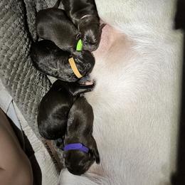 Labrador Retriever Puppies from Aloha Lab Pups of SW Colorado
