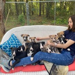 Whippet Puppies from Wise Heart Whippets