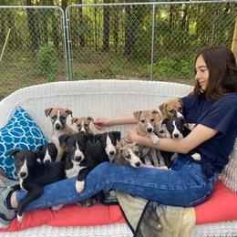 Whippet Puppies from Wise Heart Whippets
