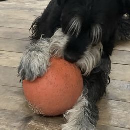Giant Schnauzer puppies from Hannah's Haus & Farm