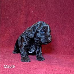 Maple - Brown female Cockapoo puppy in Sunset, Louisiana from Cano Cockapoos