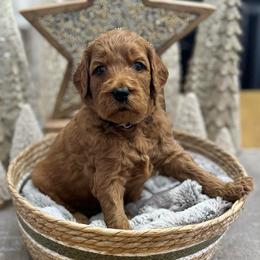 Schroeder (Blue Collar) - Red  male Goldendoodle puppy in Bay City, Texas from Charming Doods