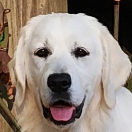 Elizabeth - Golden Retriever