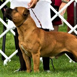 Adam - Staffordshire Bull Terrier