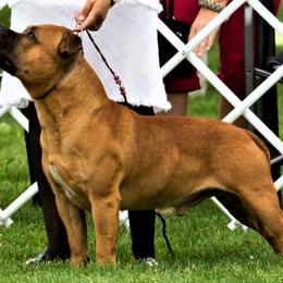 Adam - Staffordshire Bull Terrier